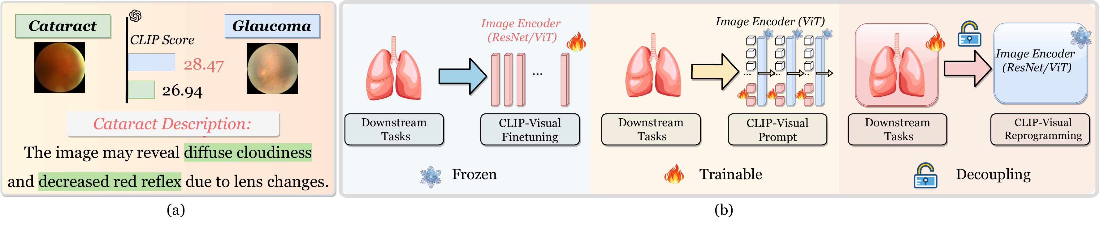 BioMedVR motivation — confusion-aware visual reprogramming